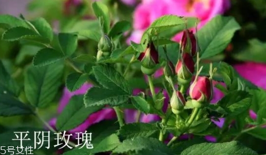 大馬士革玫瑰和平陰玫瑰哪個好？