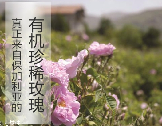 純露怎么用？居然有8種用法