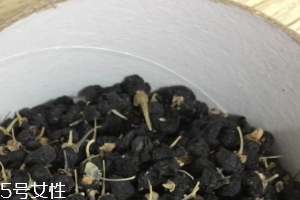 黑枸杞能和紅枸杞一起泡嗎？