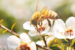 麥盧卡蜂蜜和普通蜂蜜有什么區(qū)別？貴得有理由
