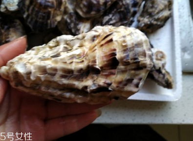 生蠔會有珍珠嗎？有這個可能