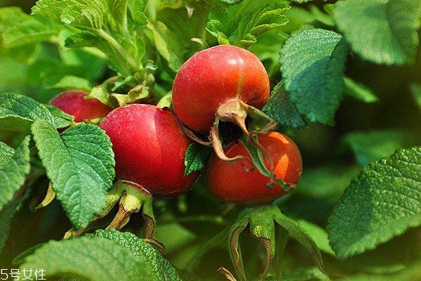 玫瑰果油開(kāi)蓋之后能保存多久？半年到2年