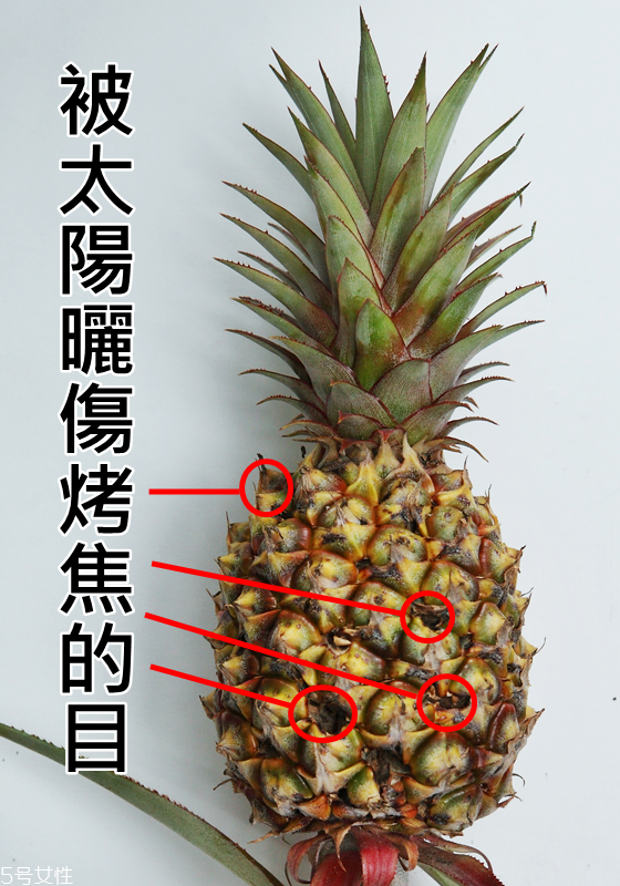 鳳梨怎么切圖解 鳳梨怎么削皮圖解 鳳梨怎么切圖解 鳳梨怎么削皮圖解