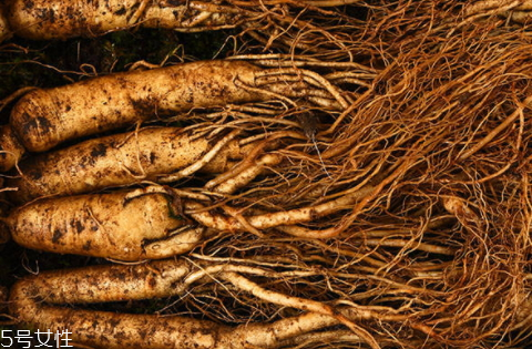 園參的價格是多少 選購技巧 園參的價格是多少 選購技巧