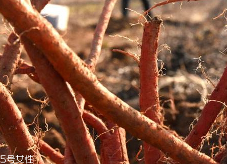 丹參什么人不能吃 禁忌人群 丹參什么人不能吃 禁忌人群