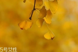 銀杏膠囊主要治什么??？