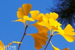 銀杏膠囊可以長(zhǎng)期吃嗎？可以長(zhǎng)期吃