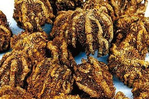 黃連是熱性還是涼性 味苦微寒 黃連是熱性還是涼性 味苦微寒