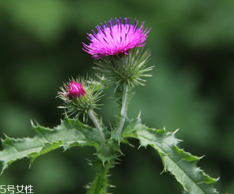 諾奧奶薊提取物膠囊怎么樣？效果還不錯(cuò)