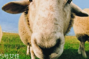 綿羊油和貂油哪個(gè)好？
