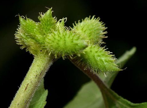 蒼耳子能治痔瘡嗎 治痔瘡偏方 蒼耳子能治痔瘡嗎 治痔瘡偏方