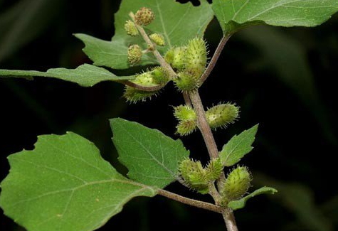 蒼耳子能治痔瘡嗎 治痔瘡偏方 蒼耳子能治痔瘡嗎 治痔瘡偏方