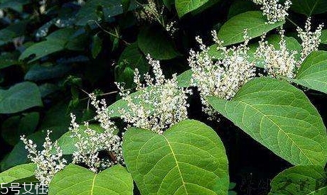 白藜蘆醇哪些人不能吃？過量有毒性
