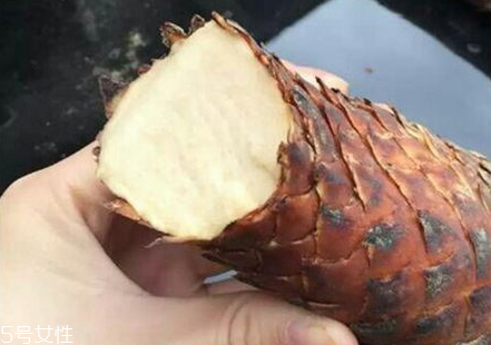 鎖陽泡酒幾天能喝 一般七天左右 鎖陽泡酒幾天能喝 一般七天左右