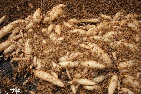 天麻為什么可以治頭痛 食譜推薦 天麻為什么可以治頭痛 食譜推薦