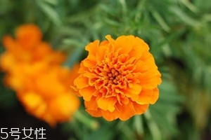 葉黃素多少錢(qián)一瓶？