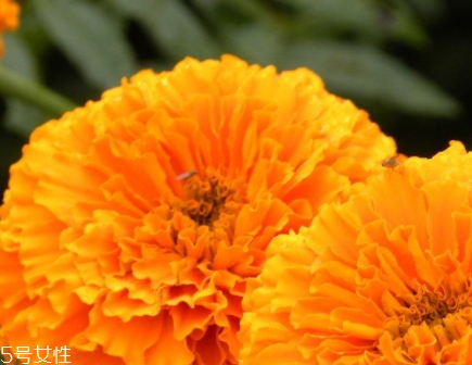 葉黃素多少錢(qián)一瓶？