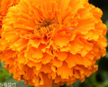 葉黃素多少錢(qián)一瓶？