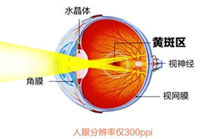 葉黃素和藍莓素哪個好？更推薦葉黃素