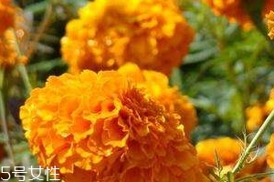 葉黃素可以保護(hù)眼睛嗎？有這個(gè)作用