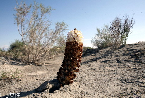 肉蓯蓉什么時(shí)候挖最好 分為春秋兩季 肉蓯蓉什么時(shí)候挖最好 分為春秋兩季