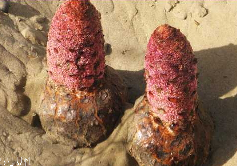 肉蓯蓉什么時(shí)候挖最好 分為春秋兩季 肉蓯蓉什么時(shí)候挖最好 分為春秋兩季