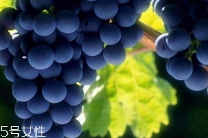 葡萄籽會發(fā)胖嗎？不會發(fā)胖