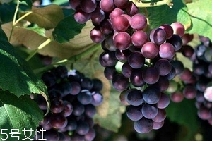 葡萄籽好還是膠原蛋白好？各有千秋