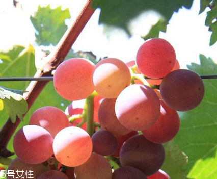 葡萄籽能去黃褐斑嗎？有一定效果