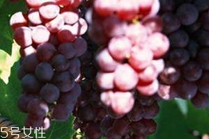 葡萄籽能直接嚼著吃嗎？不建議這樣吃