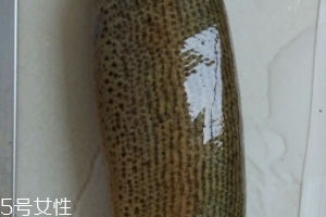 泥鰍是鯰魚嗎？泥鰍跟鯰魚不同