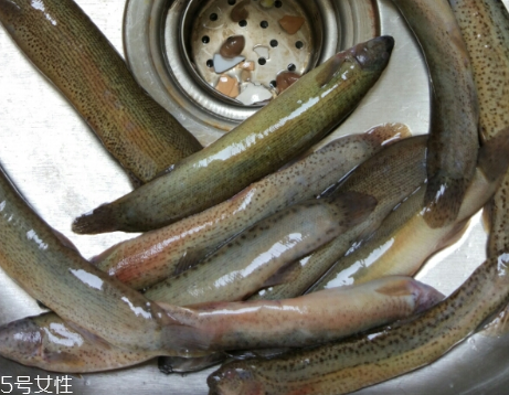 泥鰍是鯰魚(yú)嗎？泥鰍跟鯰魚(yú)不同
