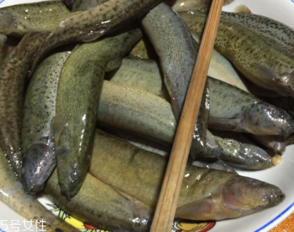 泥鰍是鯰魚(yú)嗎？泥鰍跟鯰魚(yú)不同