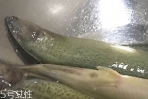 泥鰍會(huì)吃小魚嗎？這個(gè)是不會(huì)的