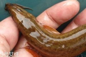 吃泥鰍會(huì)過(guò)敏嗎？一般不會(huì)