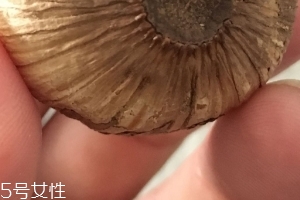 黑蒜是種植出來的嗎？黑蒜怎么來的