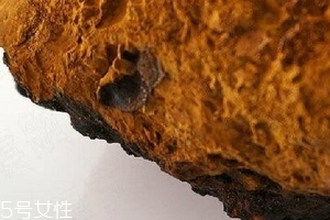 樺樹茸為什么中國禁止？樺樹茸國內能買到嗎？