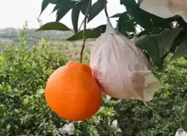 耙耙柑多少錢一斤？耙耙柑市為什么那么貴