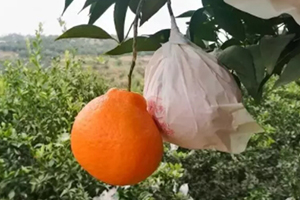 春見為什么叫耙耙柑？春見和耙耙柑區(qū)別