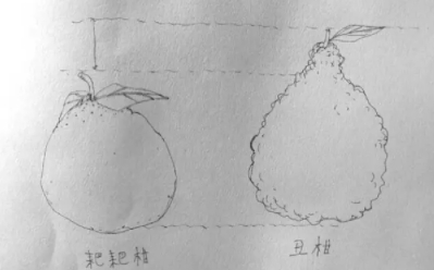 耙耙柑和不知火哪個(gè)好？耙耙柑和不知火區(qū)別