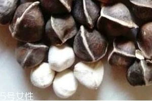 辣木籽味道 辣木籽甜還是苦？