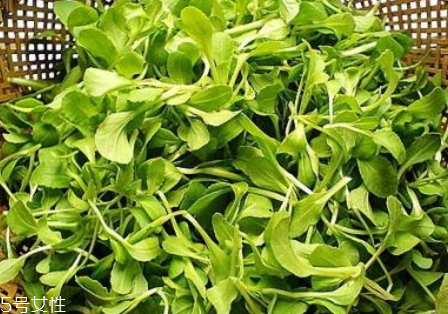 雞毛菜怎么保存 雞毛菜選購(gòu)技巧 雞毛菜怎么保存 雞毛菜選購(gòu)技巧