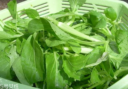 雞毛菜怎么保存 雞毛菜選購(gòu)技巧 雞毛菜怎么保存 雞毛菜選購(gòu)技巧