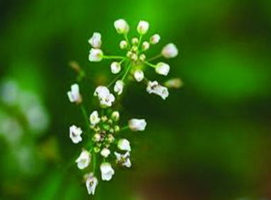 地菜花是什么菜？地菜花是熱性還是涼性