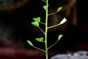地菜花是什么菜？地菜花是熱性還是涼性