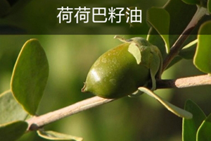 荷荷巴油可以豐胸嗎？荷荷巴油豐胸手法