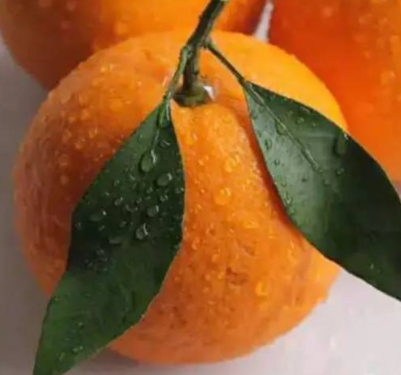 春見和不知火哪個好吃？春見不知火的不同