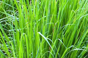 檸檬草精油怎么用？檸檬草精油使用禁忌