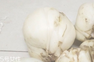 新鮮百合能種嗎？新鮮百合好種植嗎？