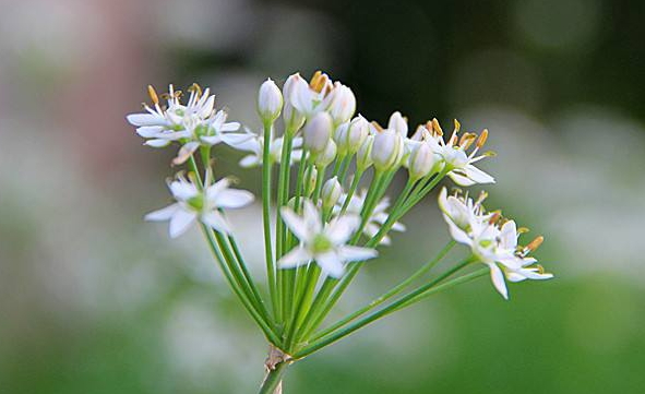 韭菜花多少錢一斤？韭菜花市場行情